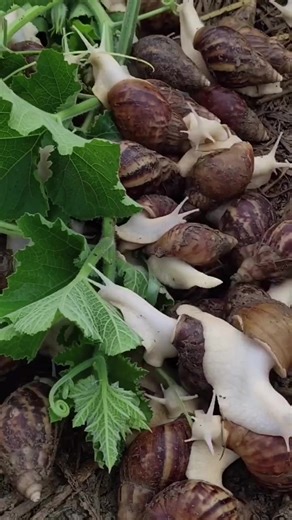 Exploring Snails: Fascinating Facts About These Unique Pets