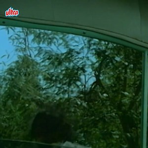 Holi Aayee Re : Purani Hindi Movie | 1970 Full Hindi Movie HD | Mala Sinha, Shatrughn Sinha | Ultra Filmy Duniya