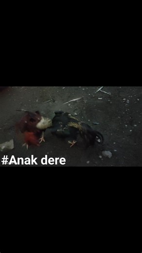 #Bahan #mentah Mitos atau Fakta Anak dere seringkali lemes dan daya tahan tubuhnya kurang bagus Vidio di bawah mungkin salah satu bahan #bukti untuk menentukan jawaban, tentu tidak bisa di #generalisir karena tidak memenuhi syarat kecukupan #sampling. | SA Sedulur Pitu