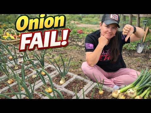 My Big Onion FAIL! Don’t Do This. Learn From Me 😀