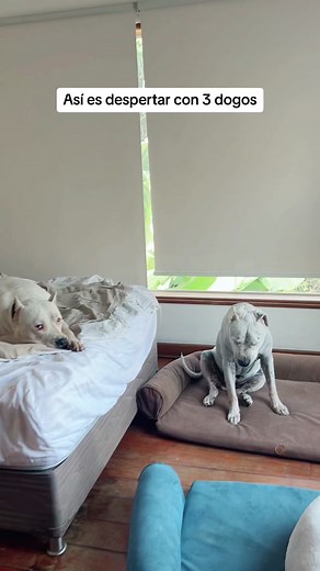 Rutina de mañana con 3 dogos argentinos