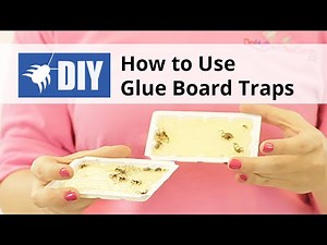 How to Use Glue Board Traps For Rodent and Insect Pests