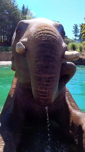 Watermelon Elephant: A Fun Animal Trick!