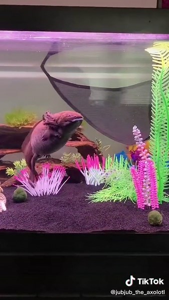 Jubjub Loves to Dance: The Adorable Axolotl Show