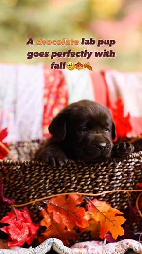 1.2K views · 16 reactions | It’s fall with Autumn colors everywhere....