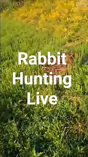 Live highlight from Rabbit Hunting Live #puppy #hunting #beagledog #doglife