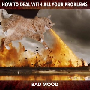 354K views · 1.8K reactions | How to deal with all your problems  The best of Zarathustra the Cat spitting fire  Stay safe and take care! | Fat Cat Art | Facebook