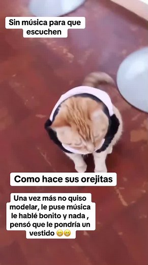 Videos de Pakka Top Model (@pakkapakkadulce) con “sonido original - Pakka Top Model”