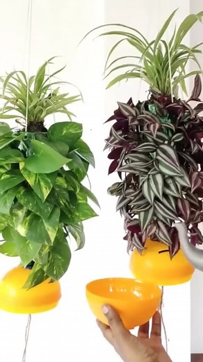 498K views · 2.7K reactions | Self-watering system. Never worry about dry plants again  #indoorplant #selfwatering | Indoor Plants Advisors | Facebook