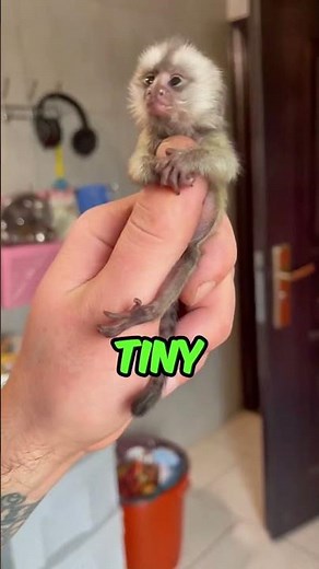 The 3 Best Monkeys As A Pet!