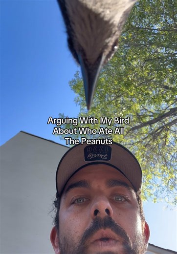 Hilarious Bird Arguments Over Peanuts