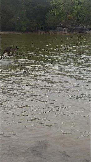 Can You Believe Kangaroos Can Swim! Australia is WILD