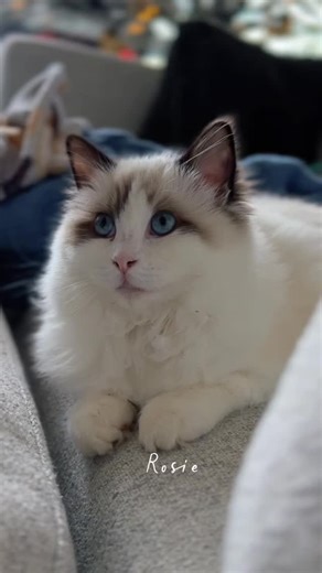 48 reactions · 3 comments | Rosie, the Ragdoll. MasterpieceRags Rosalind Breeding in 2027 #masterpieceragdolls #ragdollkittens #ragdollbreeder #ragdollsofinsta #tica | Masterpiece Ragdolls | Facebook
