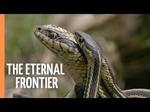 Wild Canada - The Eternal Frontier | Full Documentary