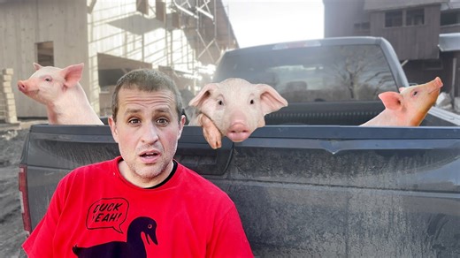 First pigs arrive at Gold Shaw Farm for care