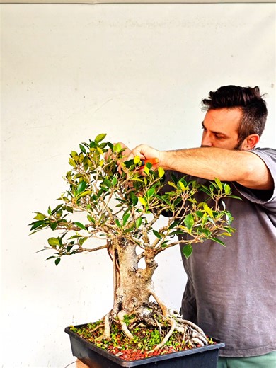 Doing a little pruning and partial defoliation on this Ficus Microcarpa #bonsai project 🌳🌞🌳🪾