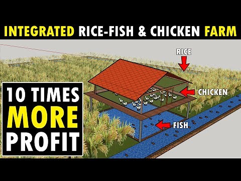 Integrated Rice - Fish and Chicken Farming | Integrated Rice - Fish & Poultry Farm Design