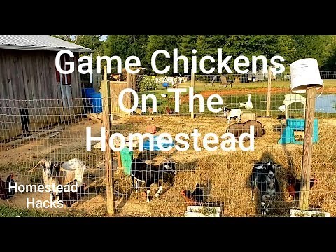 Game Chickens On The Homestead & Why You Need Them