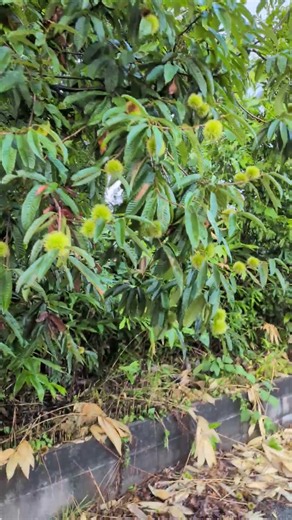 🌰栗🌰がこんなに沢山の実が膨らんでいました。大きく成長してね💖