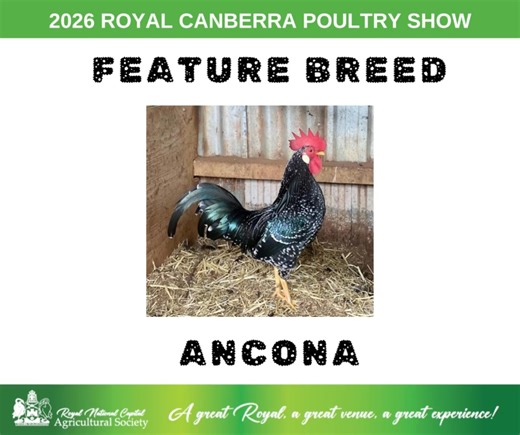 Ladies and gentlemen, boys and girls, get your Anconas ready to be center stage as our Feature Breed for 2026. There will be some Special Awards to be won kindly donated by the Ancona Club of Australia. We thank them for their support. Save the date: Saturday 6th & Sunday 7th June | Royal Canberra Poultry Show