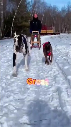 Top 10 Strongest Dogs in the World 💪🐶|| #shorts #dogslife