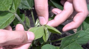 Soybean School: Refining the Soybean Aphid Threshold to Factor in Friendly Bugs