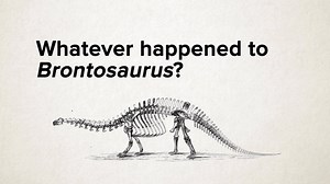A #FossilFriday question: Whatever happened to Brontosaurus? The name for this sauropod dinosaur has stuck around, but since 1903, Brontosaurus has been regarded as the "junior synonym" of Apatosaurus. And research published in 2015 reopened the door to potentially recognize Brontosaurus as a separate animal. Take a look with Bill Simpson, collections manager of fossil vertebrates & head of geological collections, at how Brontosaurus came to be called Apatosaurus: | Field Museum