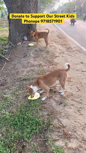Little Lion BAGHEERA’s Funny Love Story 😂 #shorts #ytshorts #funnydogs #cutepet #animalscasa
