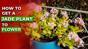 Jade plant flowering guide how to get it to bloom