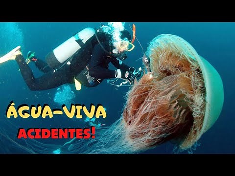 ÁGUA VIVA É UM ANIMAL? VEJA AS ESPÉCIES, CORES, TAMANHOS E ONDE VIVEM NA NATUREZA! OCEANO VIVO!