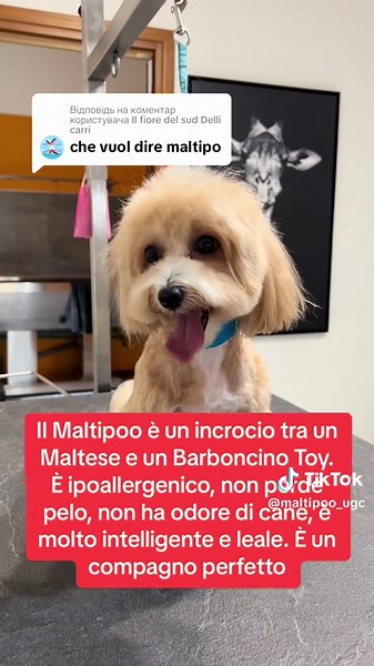 Scopri il Maltipoo: il compagno ideale per te