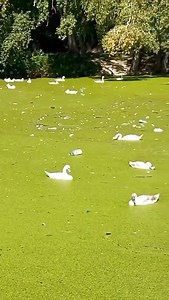 Serbia Live - Beograd on Reels