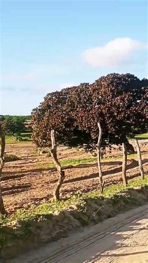 SITIO CABAÇEIRO DAMIÃO PB