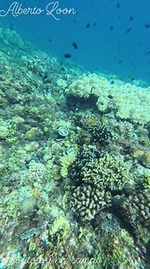 Na curious ko ani USA ni klaseng sea cucumber? 🤙😱 #seacucumber #everyoneシ゚ #follower @highlight | Alberto Loon