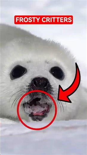 Top 5 Cutest Winter Animals You Won’t Believe Exist #animals #shorts #cuteanimals