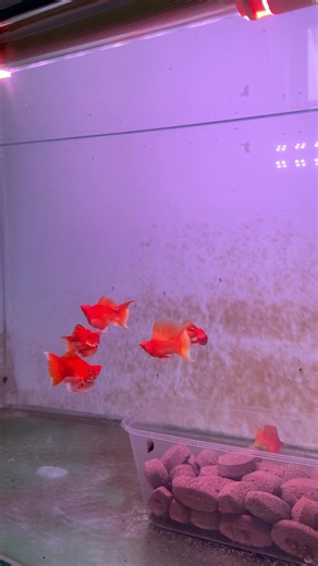 Understanding Supergold: The Molly Fish Phenomenon