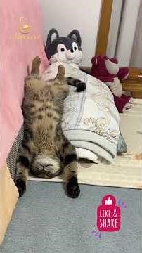 CAT SLEEPS Like THIS?! 😳 Funniest & Strangest Cat Pose Ever! 🤣