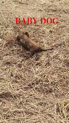 Baby dog remove the our skin mud#Baby dog#remove mud