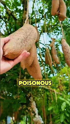 Kigelia The African Tree That Grows Sausages! #kigelia #sausagetree #kigeliaafricana