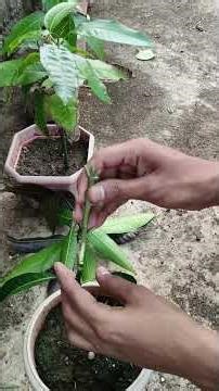 mango grafting #mango #grafting #gardening #plants #trending