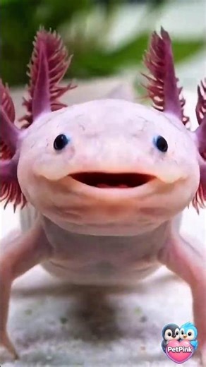 The Smiling Miracle (Axolotl) A Story of Healing and Hope 💖