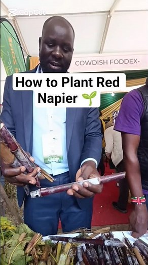 How to Plant Red Australian Napier Grass 🌱 | Step-by-Step Guide