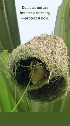 Nature’s Master Tailor 👑🌍 #nature #birdnest #nestbuilding