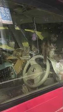 【衝撃】車内で猫を10匹飼っているヤバすぎる老婆に凸したら大喧嘩に…