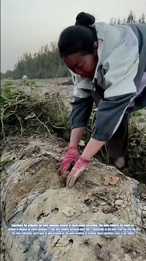 Harvesting Sweet Potatoes: A Traditional Manual Process