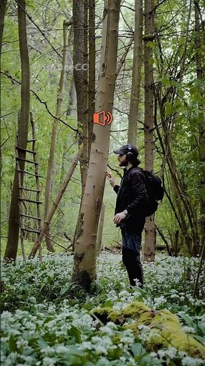 This is what a tree sounds like 🌳🔊 (@chasseurdesons)