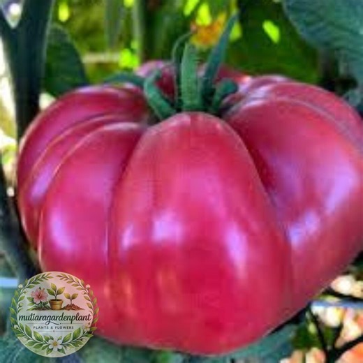 German Giant Tomato Seeds Heirloom Organic Non GMO, Large Pink Tomato Seeds, Beefsteak Tomato Seeds, Garden Vegetable Seeds - Etsy