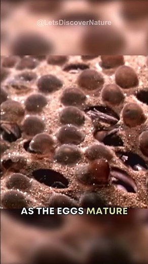 The Surinam Toad, Trypophobia Manifest #animals #shorts