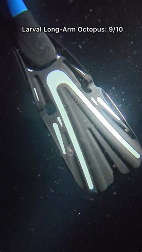 Meet the larval long-arm octopus 🐙 It was drifting through the blackwater like a tiny underwater balloon, until it decided my scuba fin is the ultimate Airbnb. Look at it curl up into a perfect little ball in the rubber divot. I was truly honored to pick up this hitchhiker! It proceeded to show off its full wingspan. It uses this extra reach to grab plankton and escape predators: first in the open ocean abyss as a baby, it moves into the reef as an adult at 2-months old. Their eyes are also hig