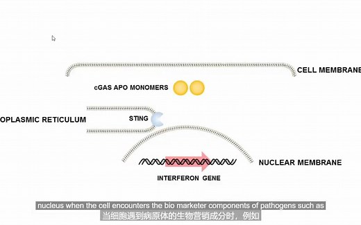 STING激动剂 cGAS-STING 自身免疫病